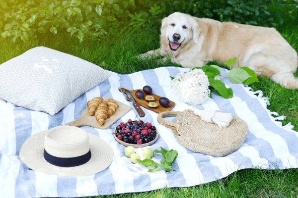 dog on a picnic